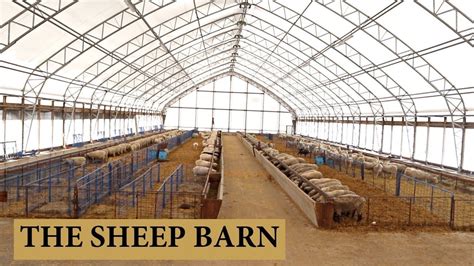 Our Sheep Barn Design and Layout: Vlog 125 Cattle Farming, Goat Farming, Poultry Farming ...