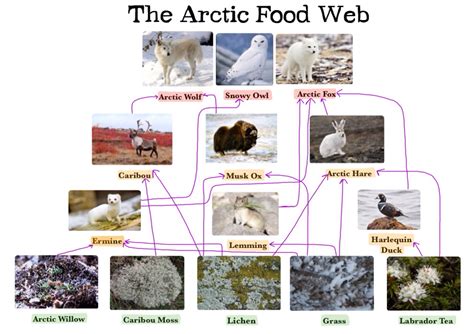 Trophic Levels in the Arctic - THe Arctic