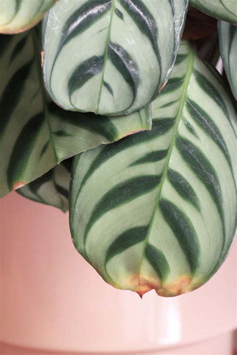 Creating Humidity for Indoor Plants: A How-To Guide - Dossier Blog