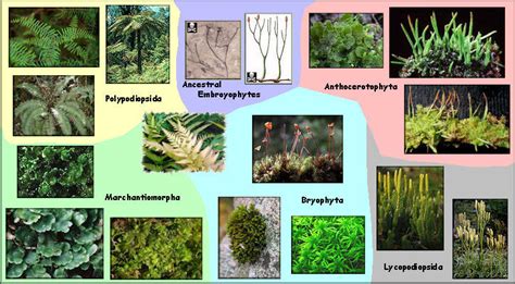 Science Technology: Plants and their habitats