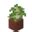 Sapling – Official Minecraft Wiki