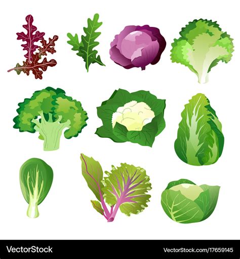 Green salad leaves vegetarian healthy food Vector Image