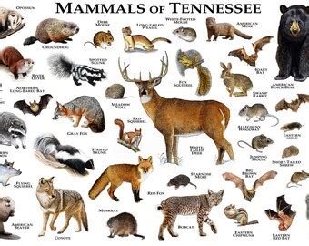 Mammals of Arizona Poster Print / Arizona Mammals Field Guide | Etsy