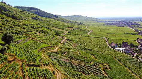 Vineyard in Alsace • Wander Your Way