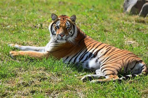 Königstiger (Panthera tigris tigris) Foto & Bild | natur, zoo, tiere ...