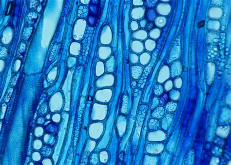 See a chemical signal ripple through cells and other cool science wonders | Ars Technica