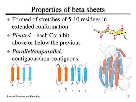 PPT - The Structure and Functions of Proteins PowerPoint Presentation, free download - ID:219830