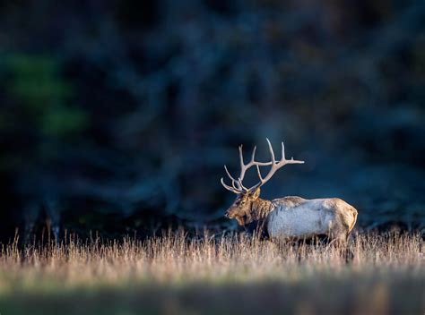 Where and When to Spot Your Favorite Smoky Mountain Wildlife | Great smoky mountains national ...