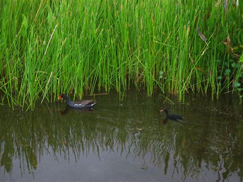 Wakodahatchee Wetlands | Birds and wildlife in the Wakodahat… | Flickr