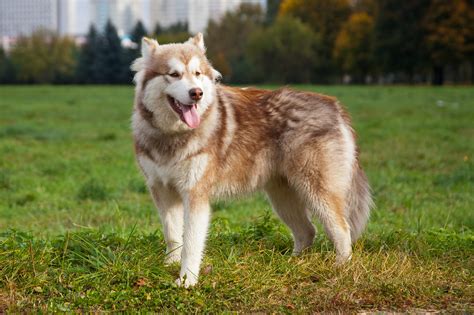 Animals___Dogs_Brown_Alaskan_Malamute_on_the_grass_048574_.jpg (3752×2501) | We Heart It