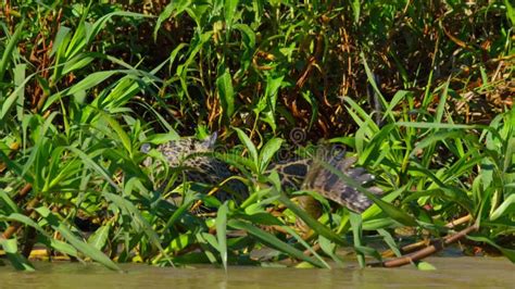 The Jaguar Hunting a Yacare Caiman on the Rivers Edge Stock Video ...