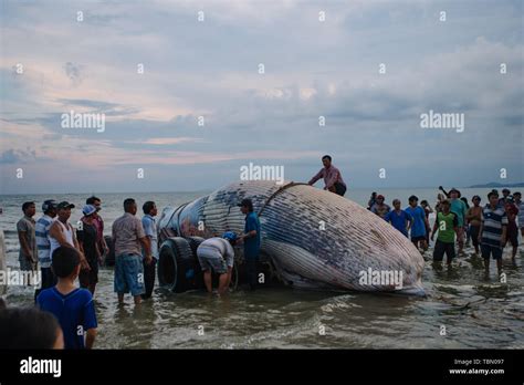 Beached blue whale Stock Photo - Alamy