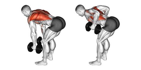 Bent Over Dumbbell Row for Back Width & Strength | A Lean Life [2023]