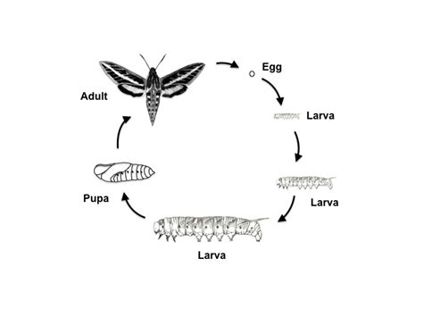 tobacco hornworm life cycle - Our Larger Bloggers Photographs