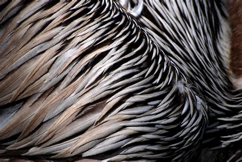 Brown Pelican Feathers | Shutterbug