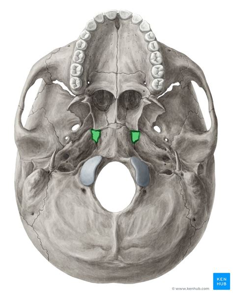 Foramen lacerum: anatomy and function | Kenhub