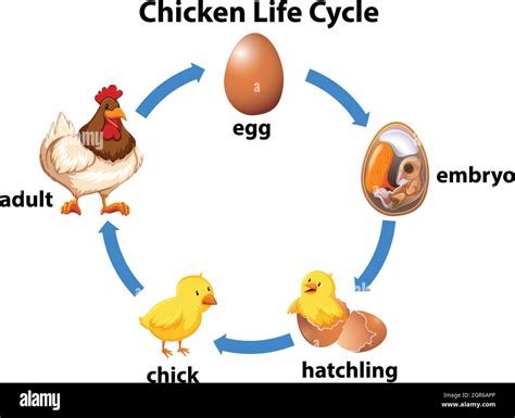 Science chicken life cycle Stock Vector Image & Art - Alamy