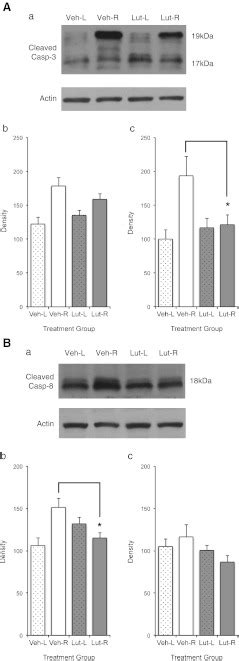 a Cleaved caspase-3; b Cleaved caspase-8. Western blot analysis (a ...