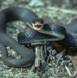 black garden snake florida | Fasci Garden