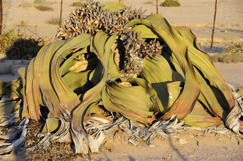 Welwitschia mirabilis (8) | Swakopmund | Pictures | Namibia in Global ...