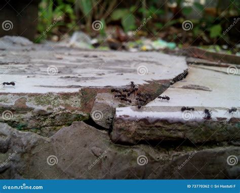 Ant Colonies stock photo. Image of desert, shaped, colonies - 73770362