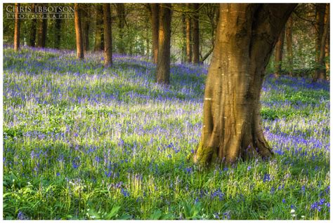 Portglenone Forest Bluebells