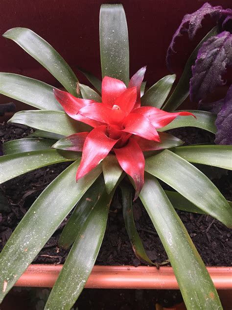 Need help with my bromeliad! Need tips on care and is something wrong with it? : r/bromeliad