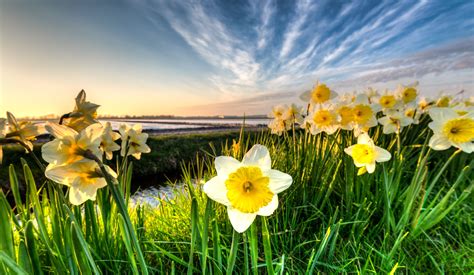 Daffodil Field Spring Netherlands Wallpapers - Wallpaper Cave