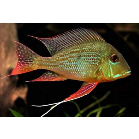 Geophagus Surinamensis | Hollywood Fish Farm Online