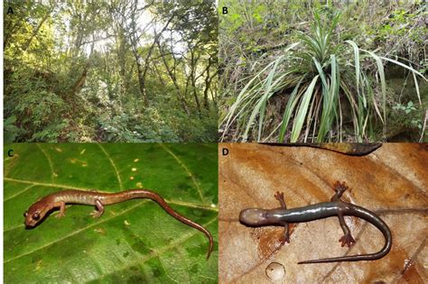 Panoramic view of the habitat (A) and the microhabitat (B) where ...