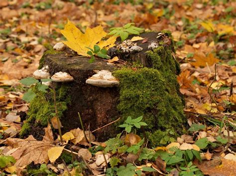 How to Remove a Rotting Tree Stump?