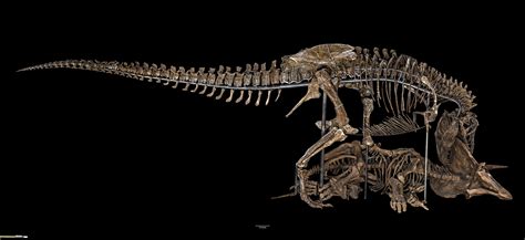 UW-Stout professor lead author of groundbreaking study on T. rex dinosaur | All In Wisconsin