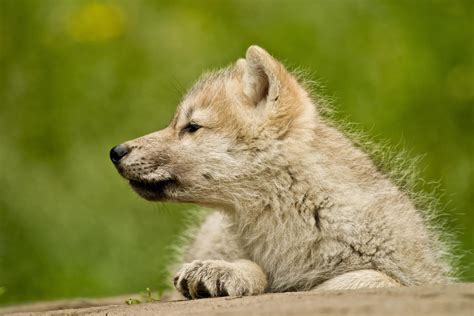 Arctic Wolf Pup | Wolf pup, Arctic wolf, Wolf dog