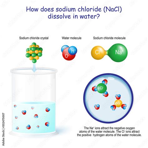 How does sodium chloride (NaCl) dissolve in water Векторный объект Stock | Adobe Stock