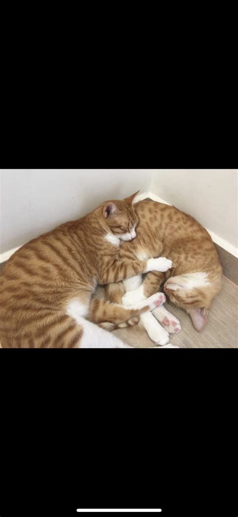 Cute sleeping position : r/aww