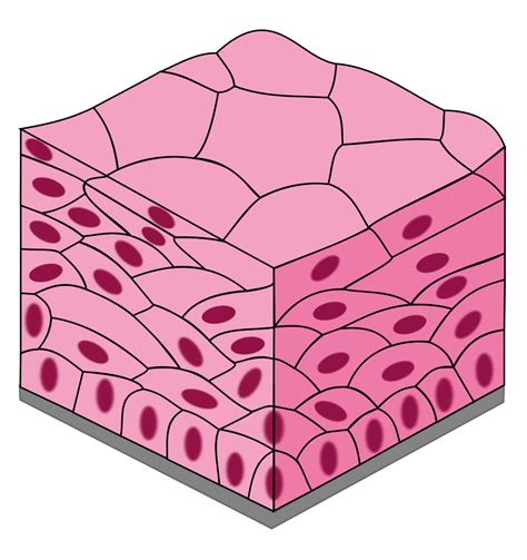 Simple Squamous Epithelial Tissue Labeled