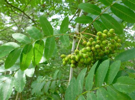 American Mountain Ash Fact Sheet - Signs of the Seasons: A New England ...