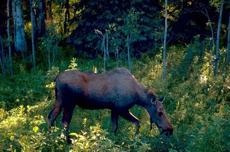 10 Truly Fascinating Facts About Moose - Discover Walks Blog