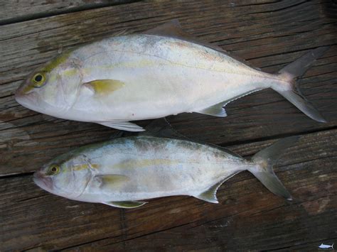 Amberjack Identification » NCFishes.com