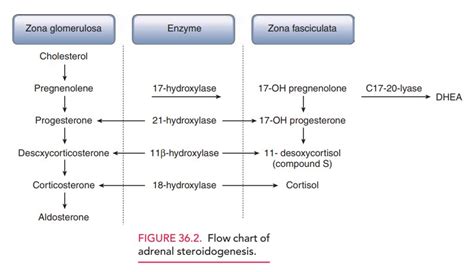 Androgen Production and Androgen Action