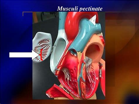 PPT - Ex. 41 Structure of the Heart PowerPoint Presentation, free ...