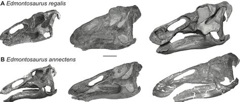 Anatosaurus and the Name Game — Saurian