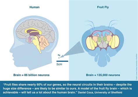 Building A Complete Model of a Fly Brain - Neuroscience News