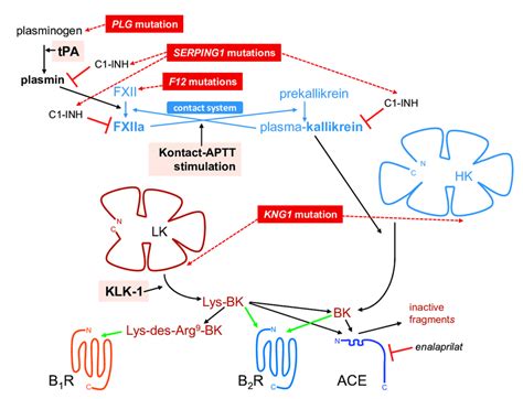 Schematic representation of the kallikrein-kinin system, featuring the ...