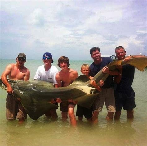 Big Fishes of the World: GUITARFISH - Shovelnose shark (Rhynchobatus djiddensis)