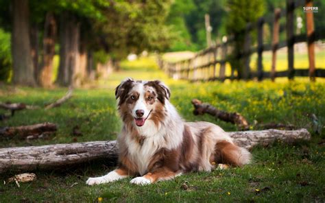 Free Australian Shepherd wallpaper | 1920x1200 | #13068