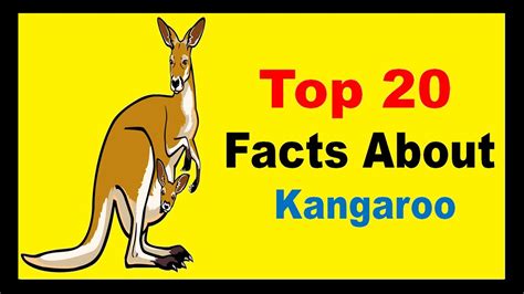 Top 102 + Australian animals kangaroo facts - Lestwinsonline.com