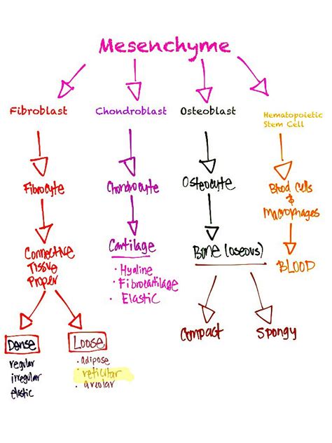 Mesenchyme Derivatives! Medical School, Nursing School, Tissue Biology ...