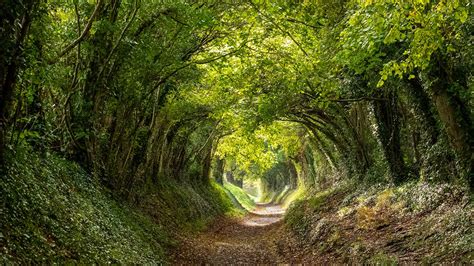 Halnaker tree tunnel near Chichester, West Sussex (© Lois GoBe ...