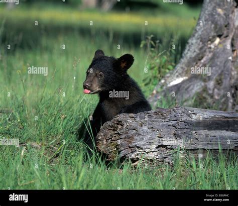 BEAR, Ursus americanus, black bear cubS, Montana, USA Stock Photo - Alamy